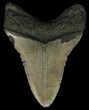 Megalodon Tooth - North Carolina #67269-2